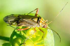 Attēlu rezultāti vaicājumam “Rhabdomiris striatellus imago”