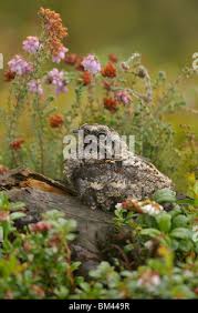 Attēlu rezultāti vaicājumam “Caprimulgus europaeus nest”