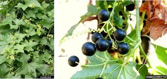 Attēlu rezultāti vaicājumam “Bryonia alba bud”