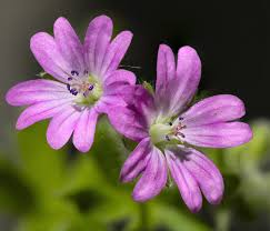 Attēlu rezultāti vaicājumam “Geranium dissectum flower”