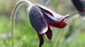 Attēlu rezultāti vaicājumam “Pulsatilla pratensis bud”
