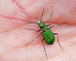 Attēlu rezultāti vaicājumam “Cicindela campestris imago”