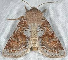 Attēlu rezultāti vaicājumam “Orthosia miniosa imago”