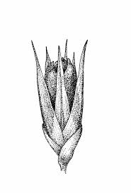 Attēlu rezultāti vaicājumam “Juncus bufonius fruit”