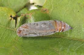 Attēlu rezultāti vaicājumam “Chloroclysta siterata”