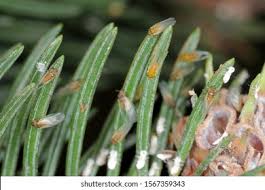 Attēlu rezultāti vaicājumam “Sacchiphantes abietis”