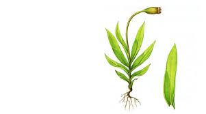 Attēlu rezultāti vaicājumam “Fissidens gracilifolius”