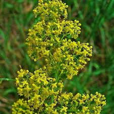 Attēlu rezultāti vaicājumam “Galium verum flower”