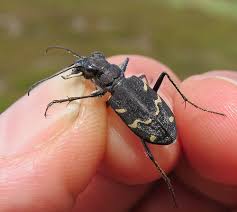 Attēlu rezultāti vaicājumam “Cicindela sylvatica”
