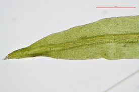 Attēlu rezultāti vaicājumam “Didymodon fallax var. brevifolius”