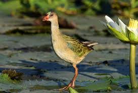 Image result for Porphyrio alleni