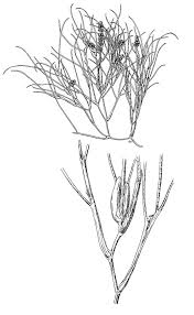 Attēlu rezultāti vaicājumam “Stuckenia pectinata”