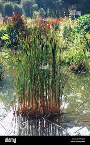 Attēlu rezultāti vaicājumam “Typha angustifolia  leaf”