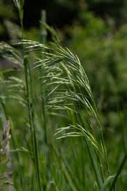 Attēlu rezultāti vaicājumam “Bromus secalinus”