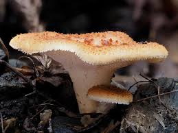Attēlu rezultāti vaicājumam “Polyporus tuberaster”