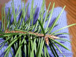 Attēlu rezultāti vaicājumam “Pseudotsuga menziesii”