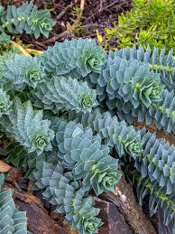 Image result for Wolfsmilch