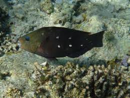 Image result for Chlorurus sordidus