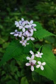 Attēlu rezultāti vaicājumam “Lunaria rediviva leaf”