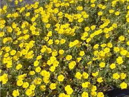 Attēlu rezultāti vaicājumam “Helianthemum x hybridum”