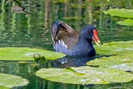 Attēlu rezultāti vaicājumam “Gallinula chloropus”