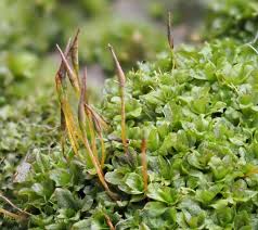 Attēlu rezultāti vaicājumam “Syntrichia latifolia”