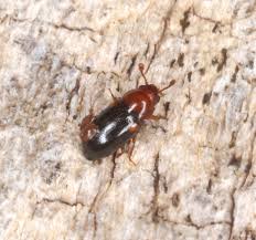 Attēlu rezultāti vaicājumam “Dacne bipustulata”