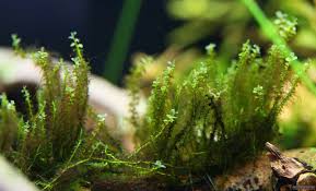 Attēlu rezultāti vaicājumam “Plagiomnium affine”