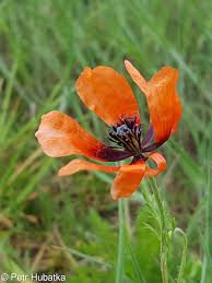 Attēlu rezultāti vaicājumam “Papaver argemone flower”
