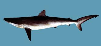 Image result for Carcharhinus brachyurus