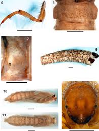 Attēlu rezultāti vaicājumam “Potamophylax”