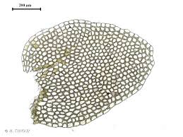 Attēlu rezultāti vaicājumam “Calypogeia neesiana”
