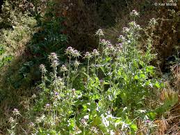 Attēlu rezultāti vaicājumam “Silybum marianum”