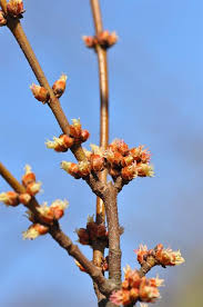 Attēlu rezultāti vaicājumam “Acer saccharinum bud”