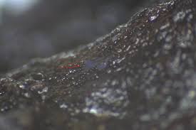 Attēlu rezultāti vaicājumam “Cribraria violacea”