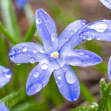 Attēlu rezultāti vaicājumam “Scilla luciliae”