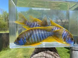 Attēlu rezultāti vaicājumam “Tetratoma ancora”