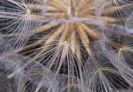 Attēlu rezultāti vaicājumam “Tragopogon heterospermus bud”