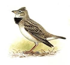 Image result for Melanocorypha calandra