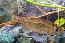Image result for Squalius vardarensis