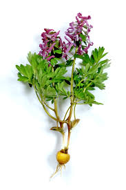 Attēlu rezultāti vaicājumam “Corydalis solida”