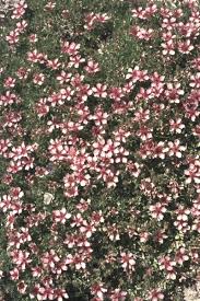 Attēlu rezultāti vaicājumam “Potentilla alba”
