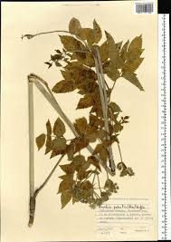 Attēlu rezultāti vaicājumam “Angelica palustris”