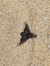 Attēlu rezultāti vaicājumam “Hemipenthes morio”