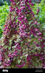 Image result for Rhodochiton atrosanguineum