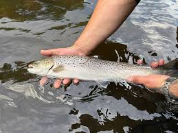 Image result for Aberdeen & District Angling Association