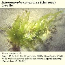 Attēlu rezultāti vaicājumam “Enteromorpha sp.”