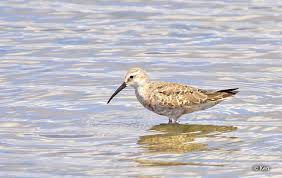 Attēlu rezultāti vaicājumam “Calidris ferruginea”