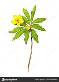 Attēlu rezultāti vaicājumam “Anemone ranunculoides”