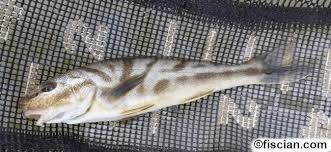 Image result for Menticirrhus saxatilis